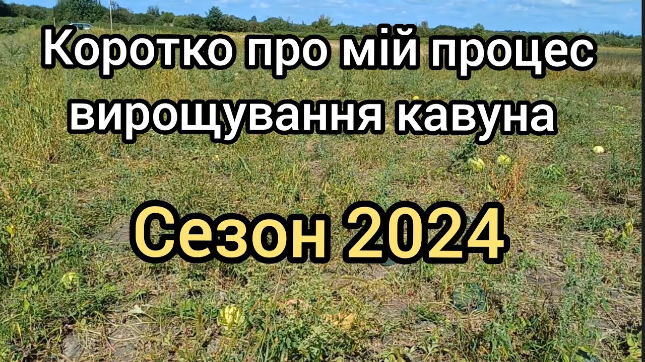 Мій процес вирощування кавуна, сезон 2024.