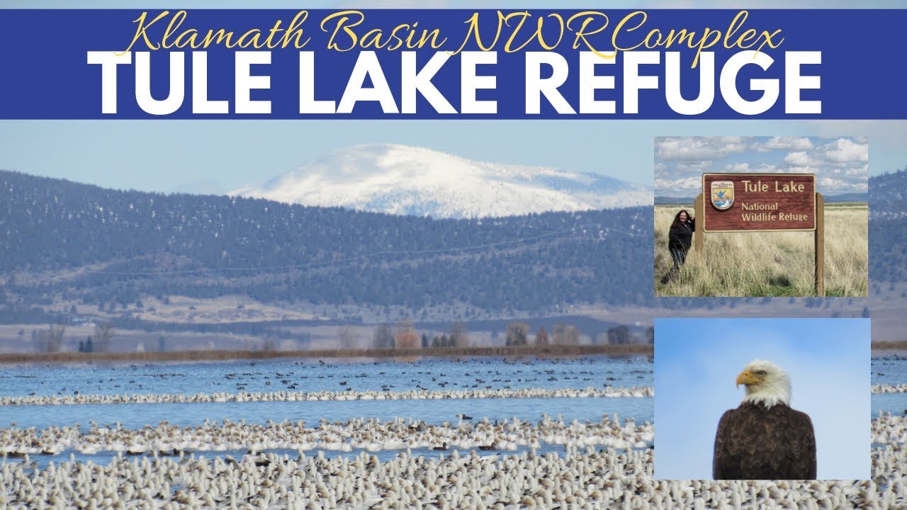 Tule Lake National Wildlife Refuge &harr; Klamath Basin Complex &harr; Northern California Birding Hotspot