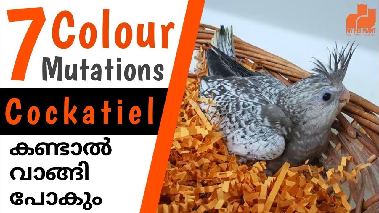 Top 7 Cockatiel Birds Mutations | Types of Cockatiel Parrot Varieties | in Malayalam | MY PET PLANT