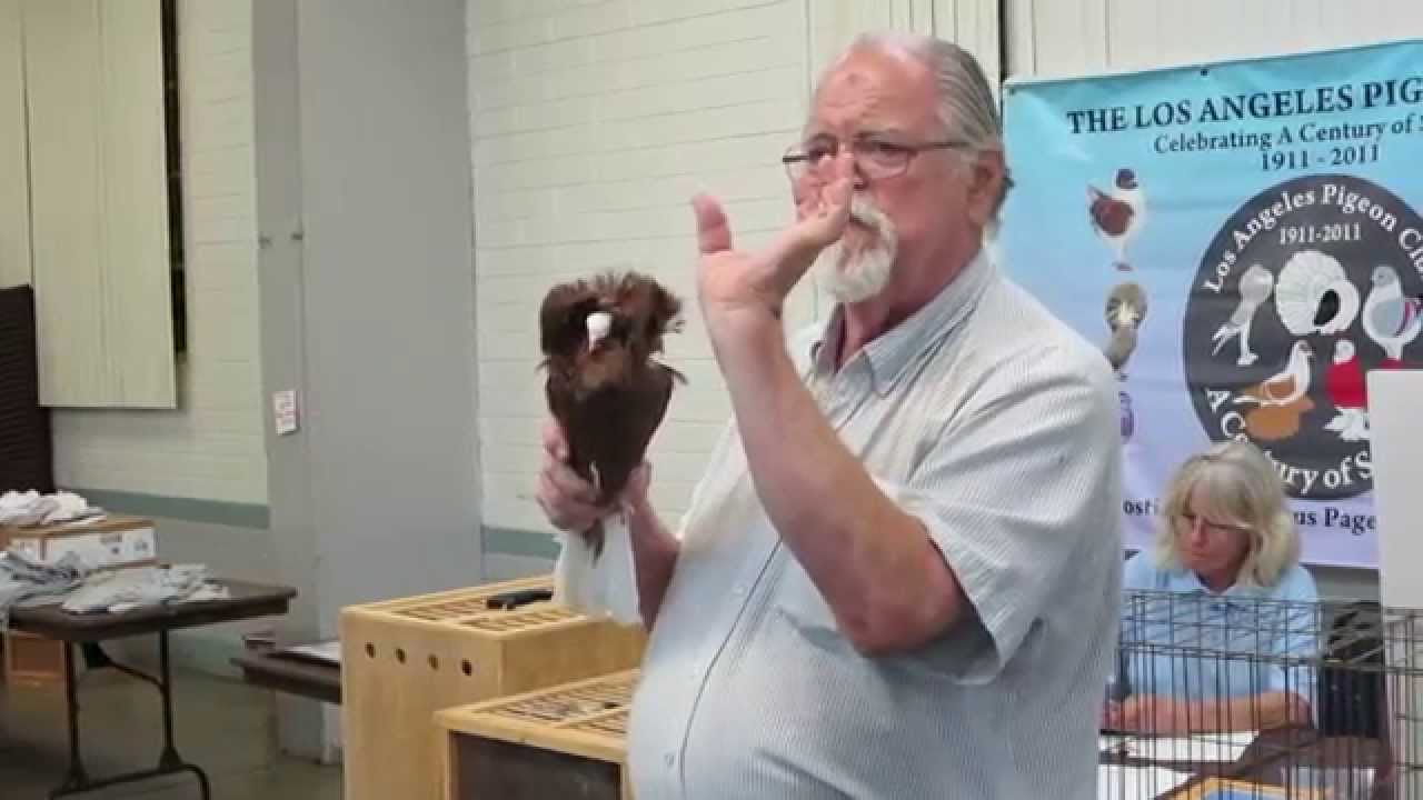 Jacobin Pigeons - A lecture by Drew Lobenstein P-1