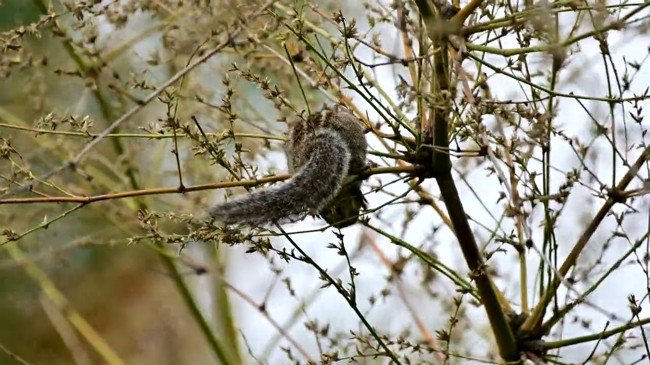 Annarakkannan | Squirrel