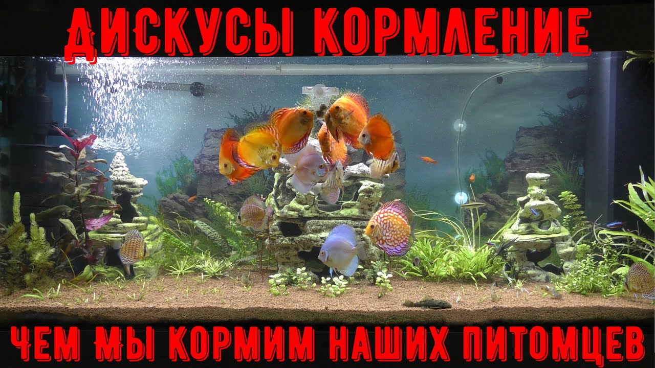 Кормление Дискусов, чем мы кормим наших питомцев!!!
