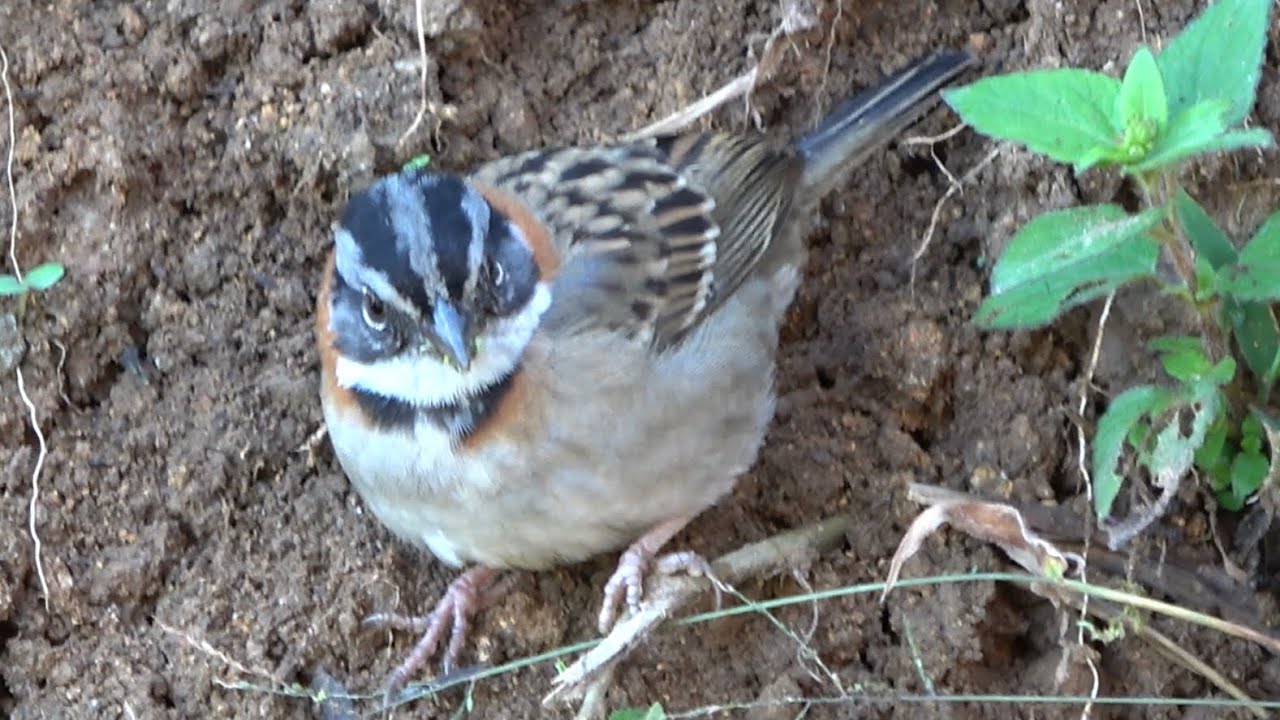 Rufous-collared Sparrow, Copey de Dota, Costa Rica