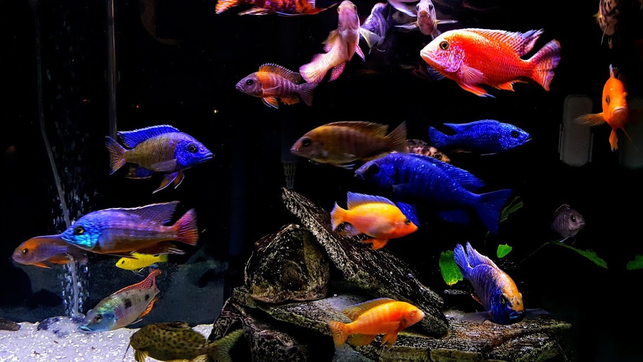 Feeding 120 Gallon African Cichlid Tank 4k UltraHD
