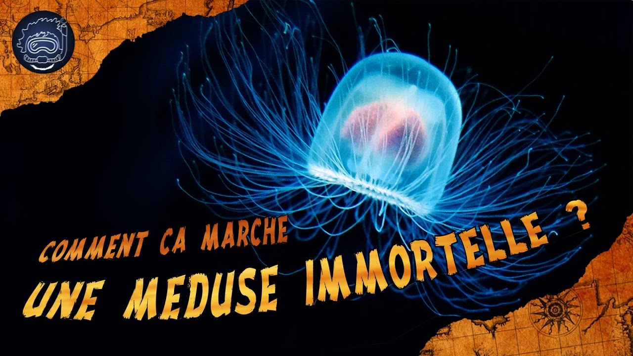 Quels sont les secrets des méduses immortelles ? - CURIOCEAN #10
