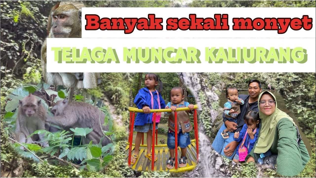 TELAGA MUNCAR KALIURANG || Banyak sekali monyet yang turun ‼️