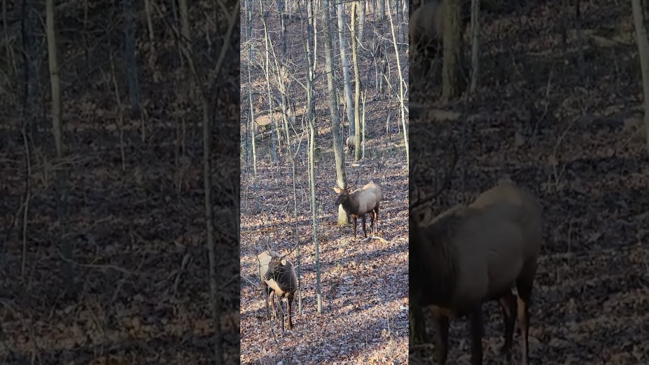 Had 9 Bull elk come by my treestand while i was deer hunting. pretty cool hunt. #northcumberlandwma