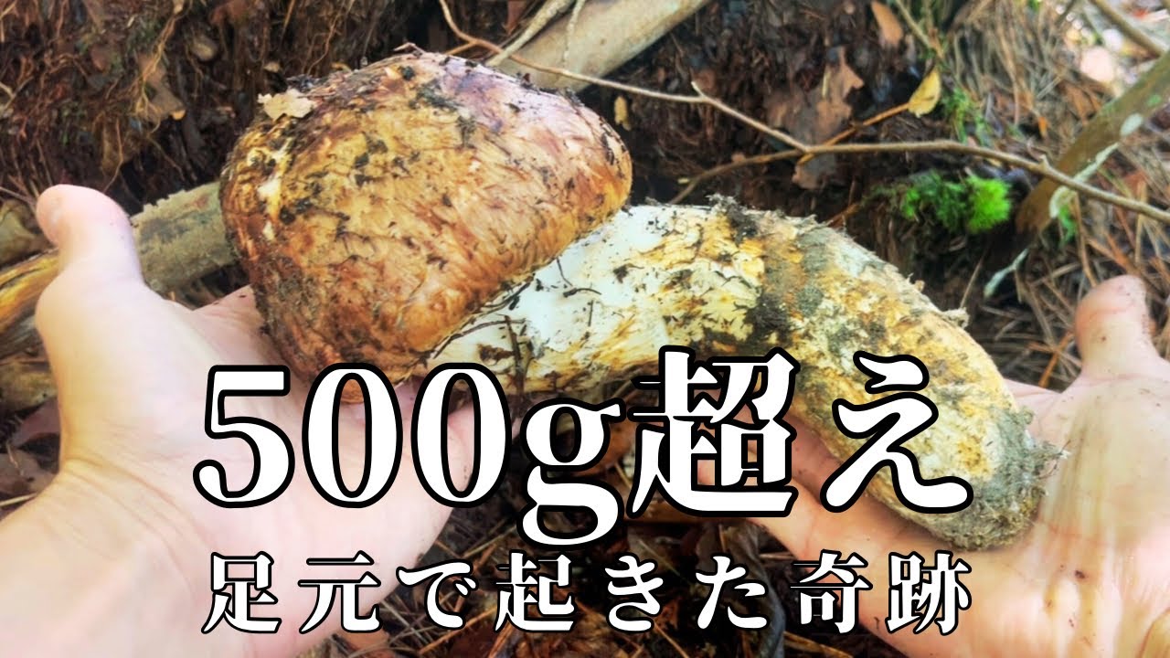 やらせなし。偶然の出会いが生んだ500g超えの松茸