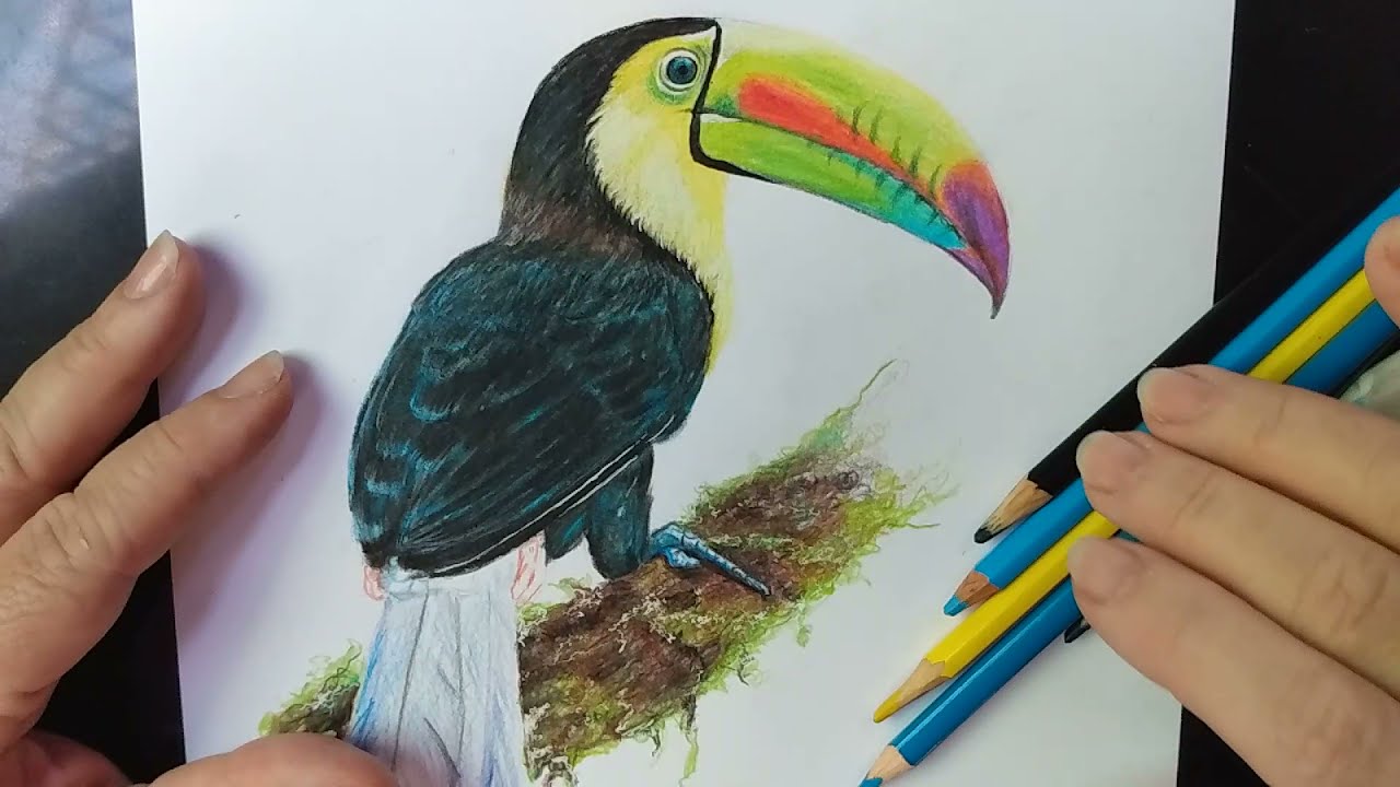 Como desenhar tucano colorido : parte 1 de 2
