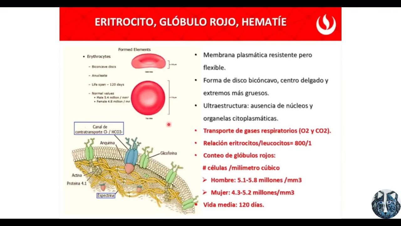 Estructura de la Hemoglobina, Eritrocito, glóbulo rojo, hematíes
