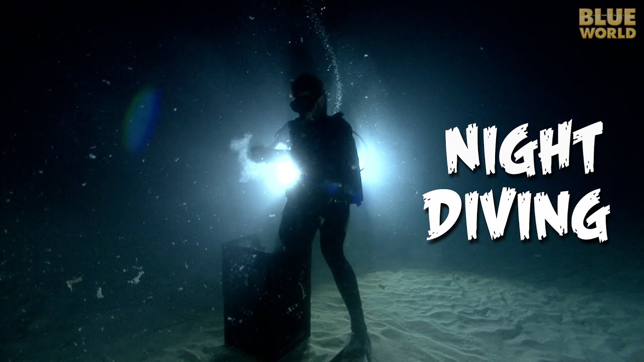 Ночной дайвинг!  JONATHAN BIRD'S BLUE WORLD