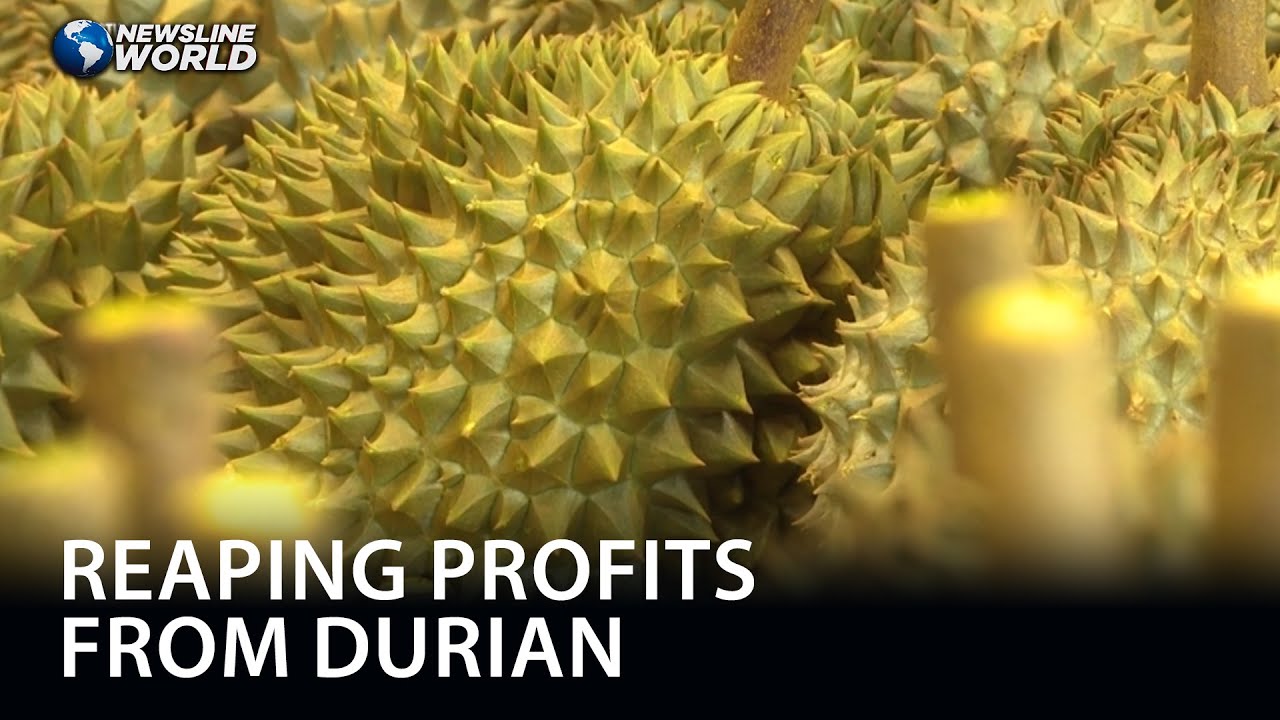 Former governor shares secret to success in durian business