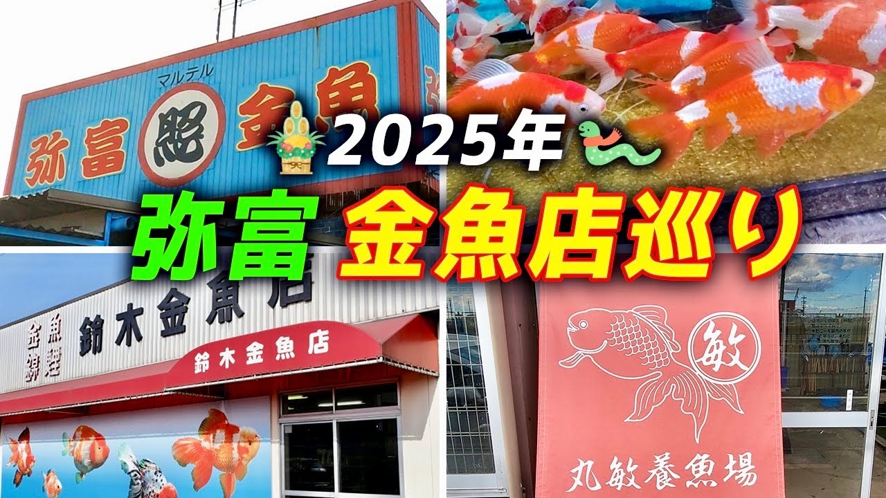 【金魚店巡り】2025年最初の金魚店巡り！弥富の有名店をご紹介します‼︎ついに念願の、超有名愛好家さんが手がけた「らんちゅう」を購入する瞬間も大公開！します。