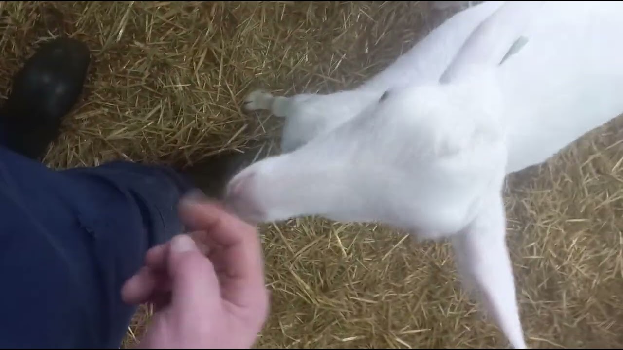 Goat hoofs trimming,,Cute goat!!!