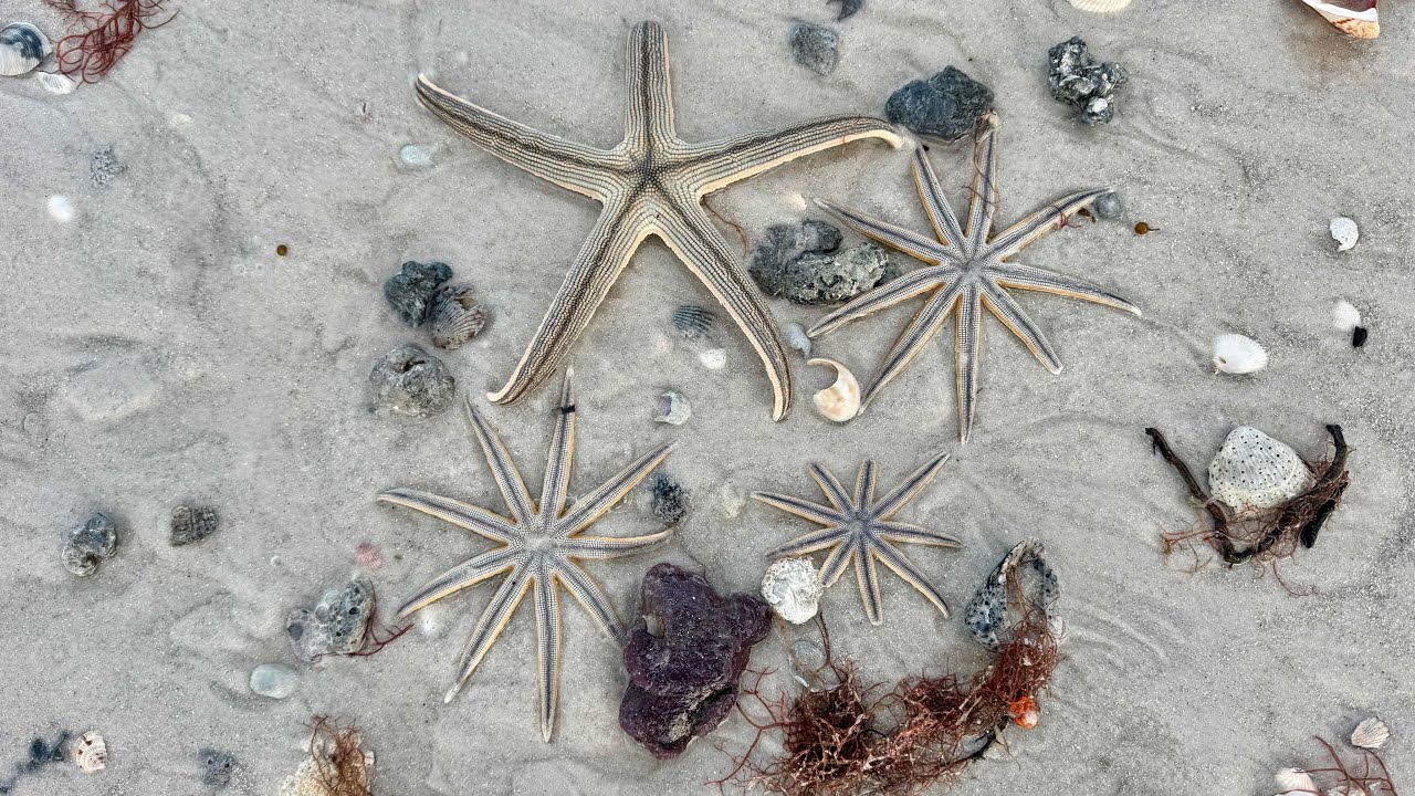Robb’s Sunday Morning Beach Walk on Vanderbilt Beach in North Naples, Florida | February 1, 2026