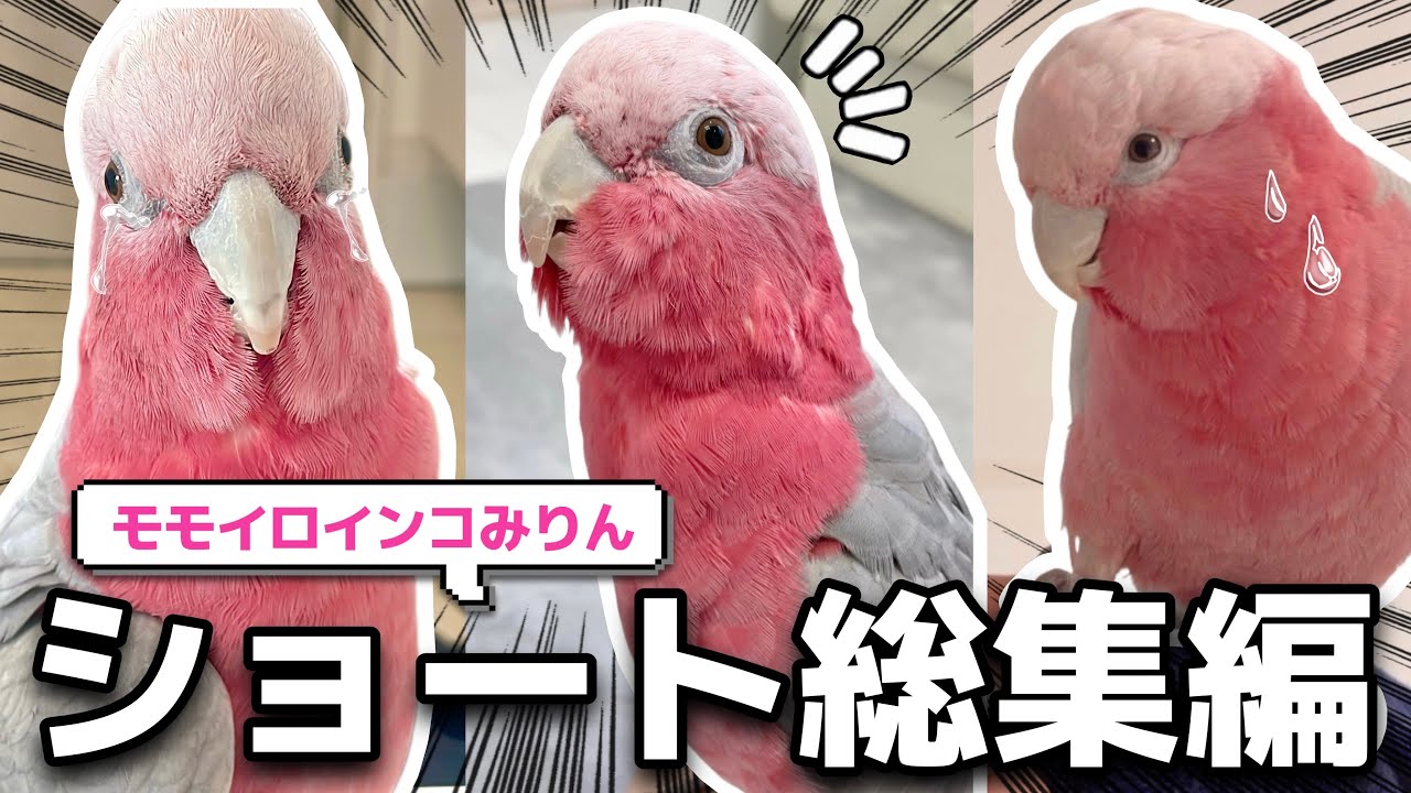 パパ一筋!!!感情豊かすぎるオウム『みりん』総集編🦩【モモイロインコ】