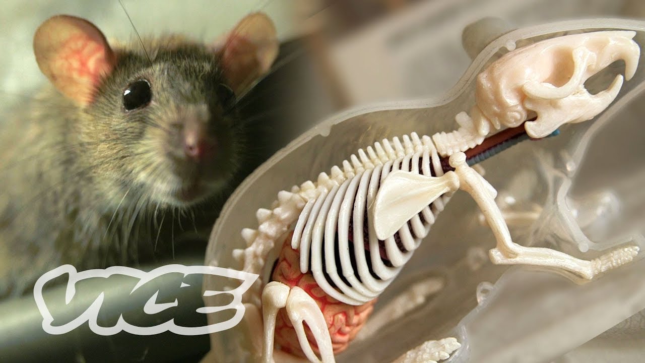 The Invincible &lsquo;Super Rats&rsquo; Genetically Resistant to Poison