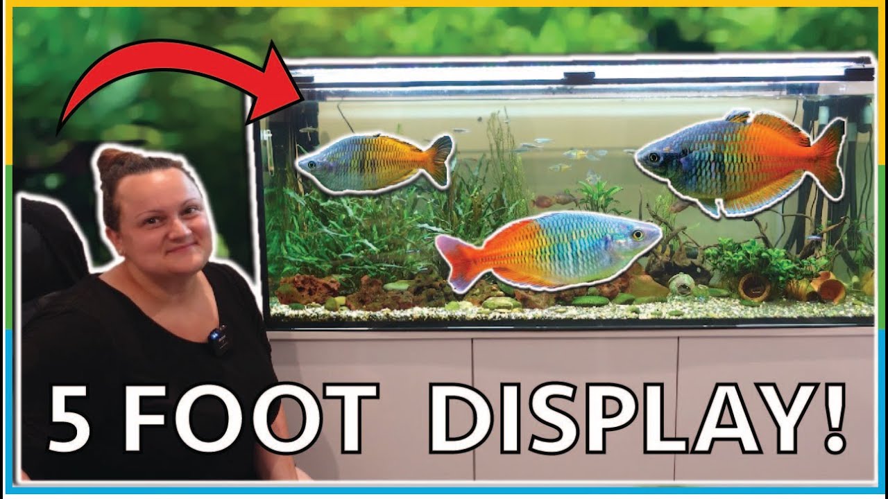 Tiarne's 5 Foot mixed RAINBOWFISH Community tank! - Simple and Beautiful Tank!