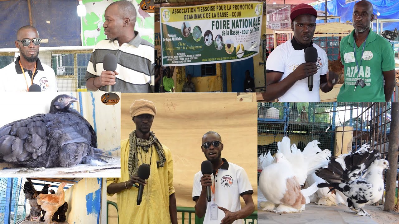 Foire ATEPAB 2021 : Une Belle Exposition Volaille