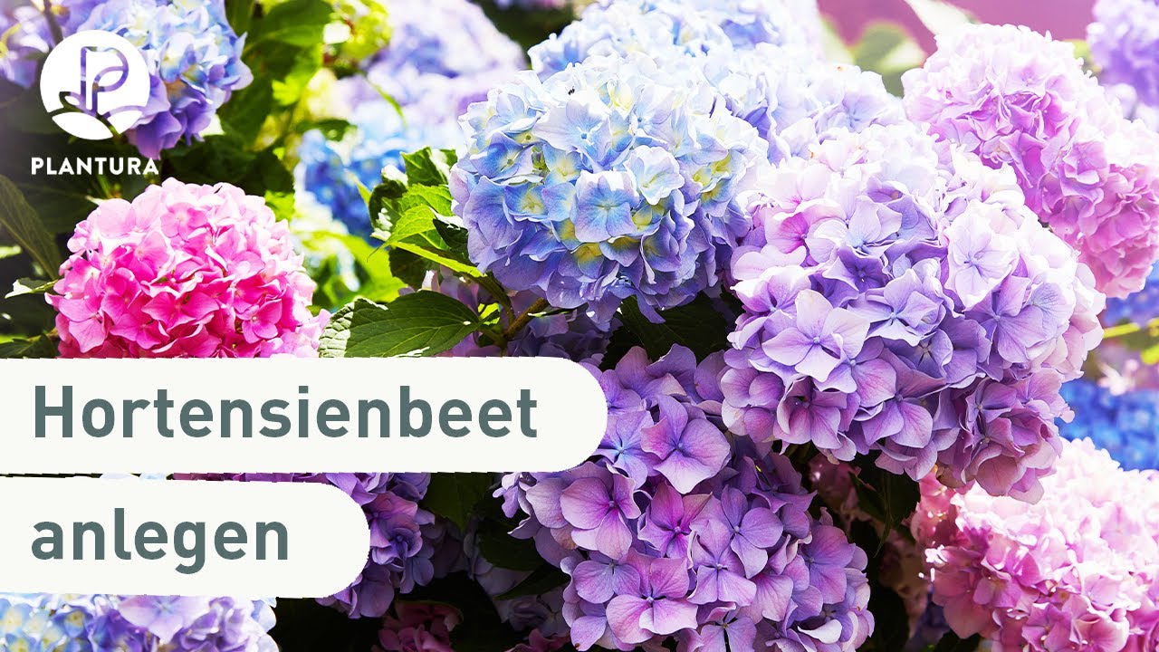 Hortensien im Garten einpflanzen