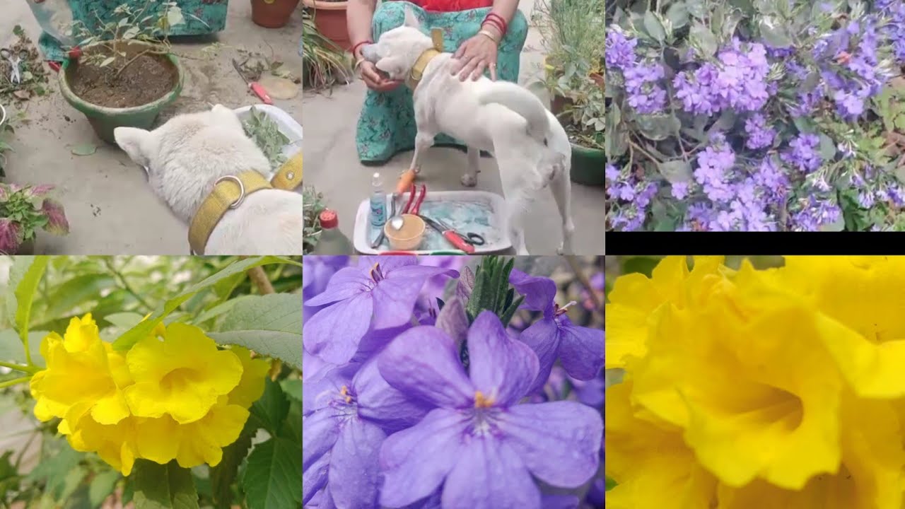 My Pet plays around with my planters as I take care of my Lantana plant this February end 🌿