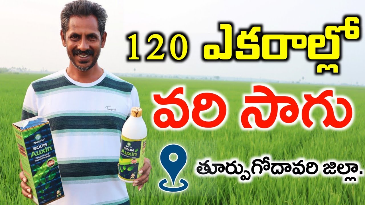 120 ఎకరాల్లో వరి సాగు | Boom Auxin In Paddy Cultivation | Paddy Farming In Telugu | Shiva AgriClinic