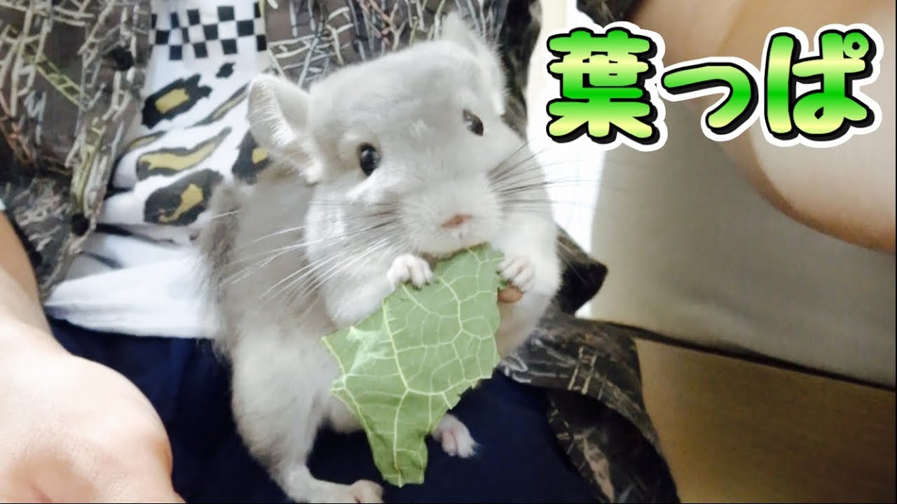 ひざの上で葉っぱを食べるチンチラ