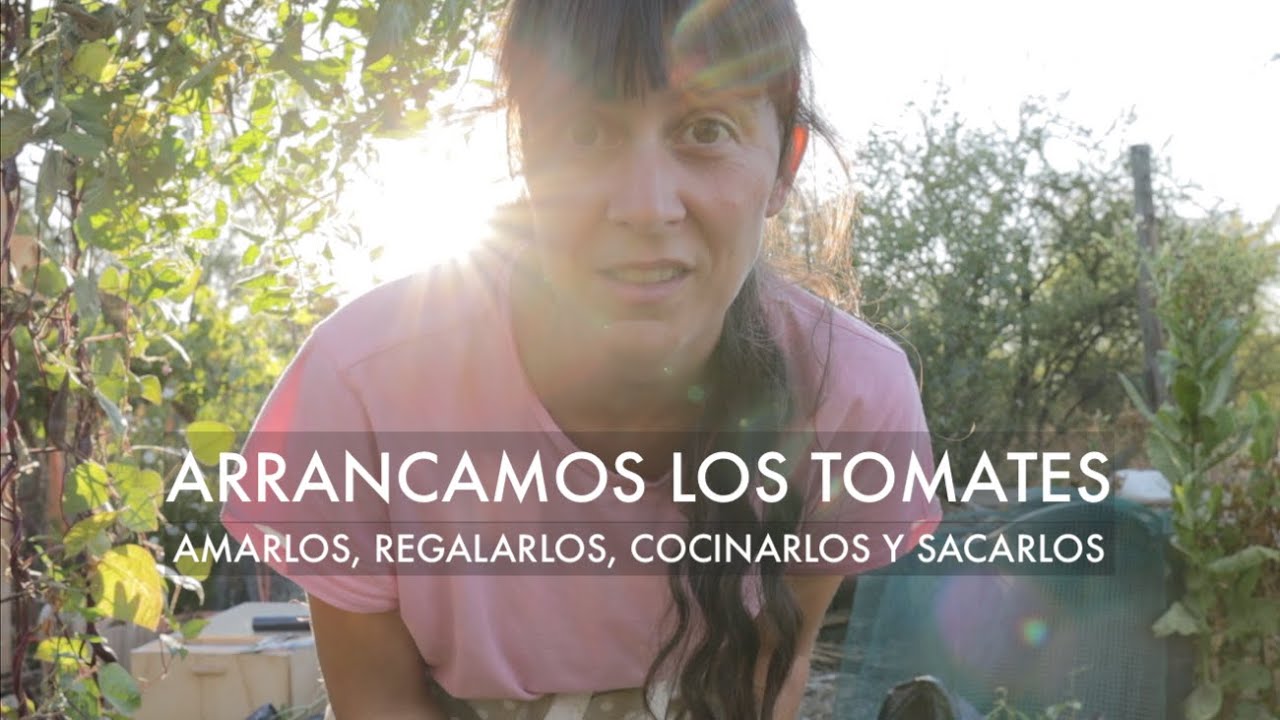 Arrancamos los #Tomates ! Esto es Amarlos, Regalarlos, Cocinarlos y Sacarlos!