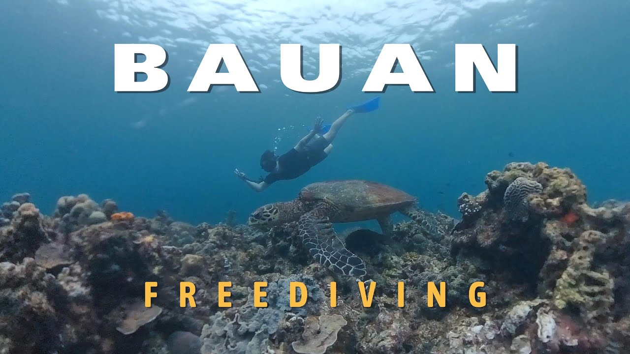 Freediving Reset | School of Jack & Pawikan Encounter | Johnston Brothers Back in the Blue