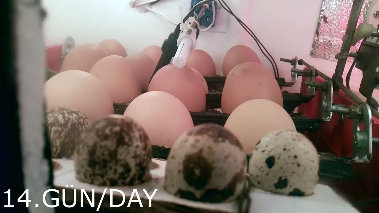Civciv Ve Bıldırcın Çıkımı (Chicks And Quail Hatching)