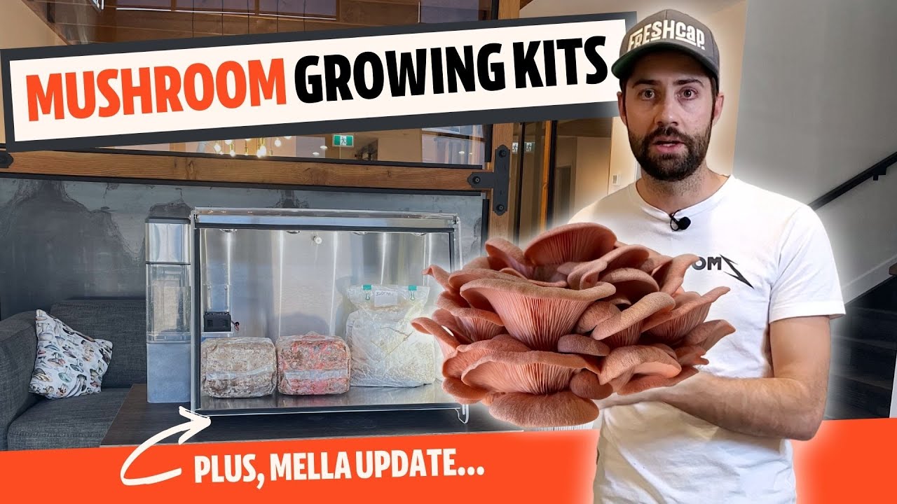 ZERO Effort Mushroom Growing? (Mushroom Kits + Mella Update)