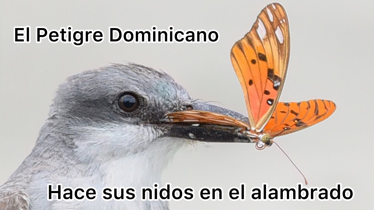 El Petigre- El ave que prefiere el tendido eléctrico para construir sus nidos y poner sus huevos/ RD