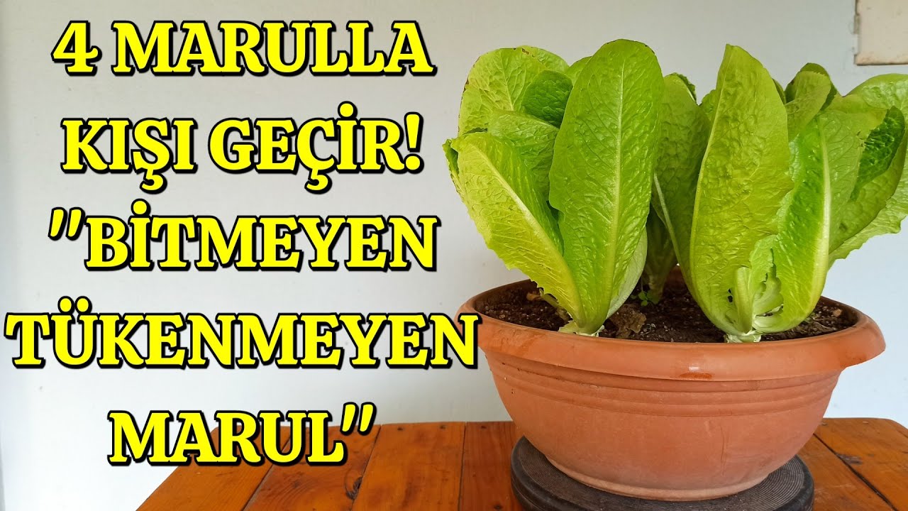 Bitmeyen, Tükenmeyen Marul, Nasıl mı?