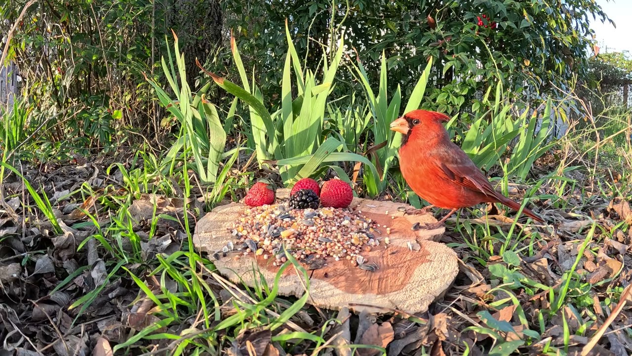 Cardinal Eating Seeds Slow Motion