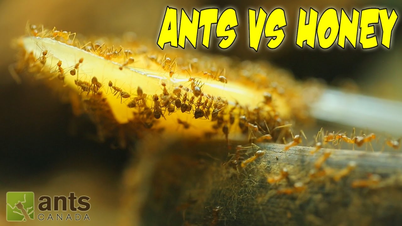 Ants vs. Honey | An Update on My Ant Colonies