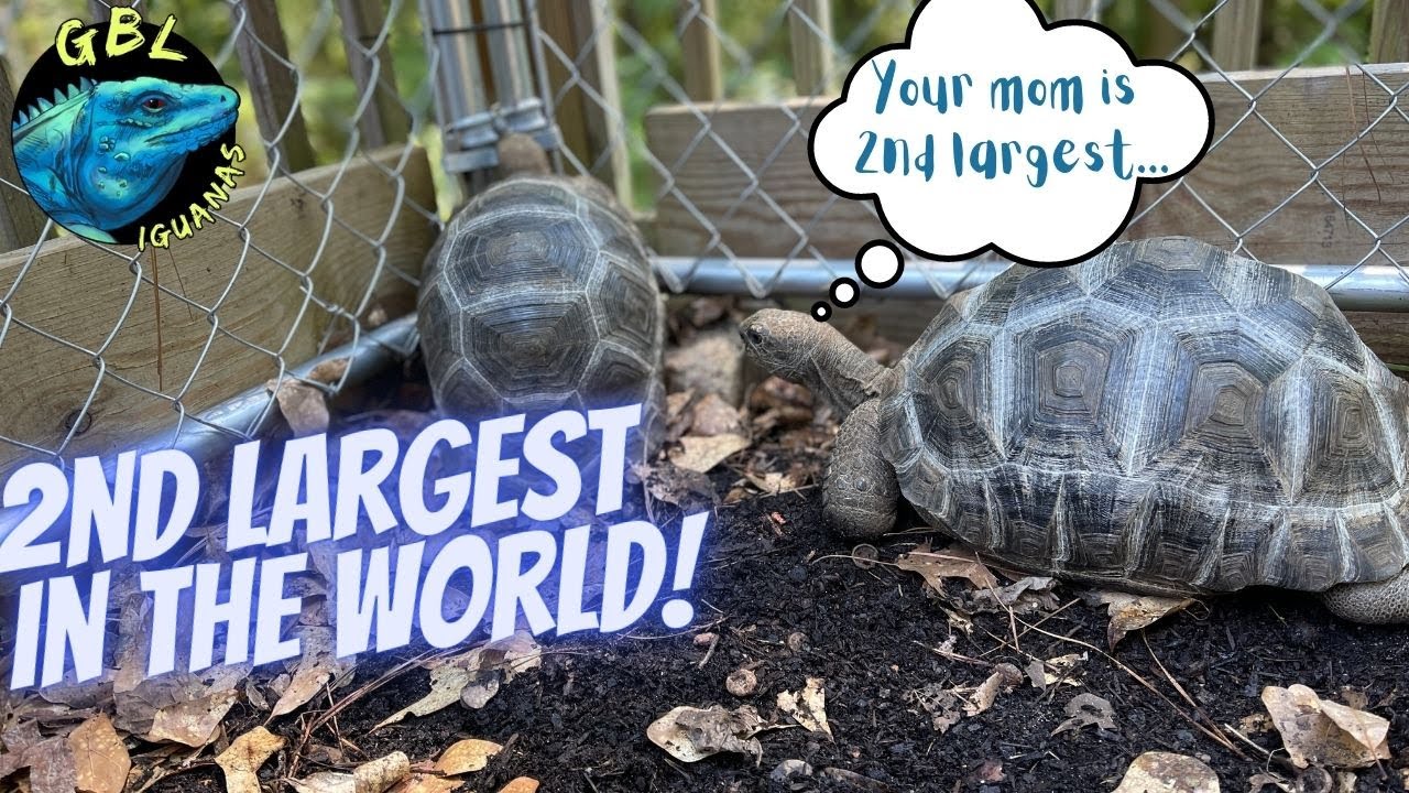 ВСЁ ОБ АЛЬДАБРЕ!!! ВТОРАЯ ПО ​​ВЕЛИЧИНЕ ЧЕРЕПАХА В МИРЕ!!!