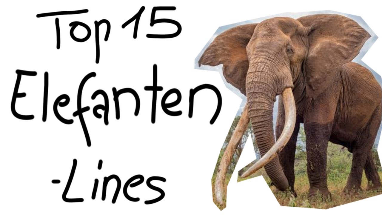 Top 15 Elefanten-Lines von Deutschrappern