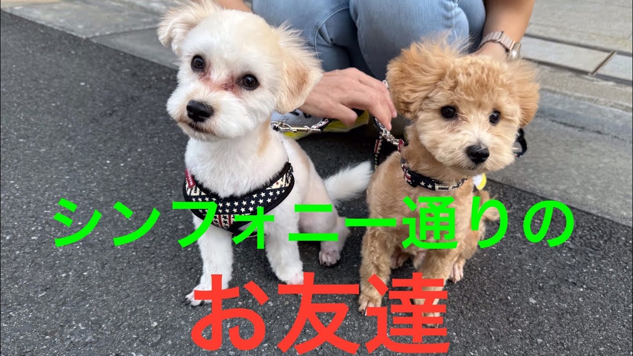 こんちゃん・まっちゃん(シンフォニー通りのお友達)2025年11月18日#シンフォニー通り#犬のお友達