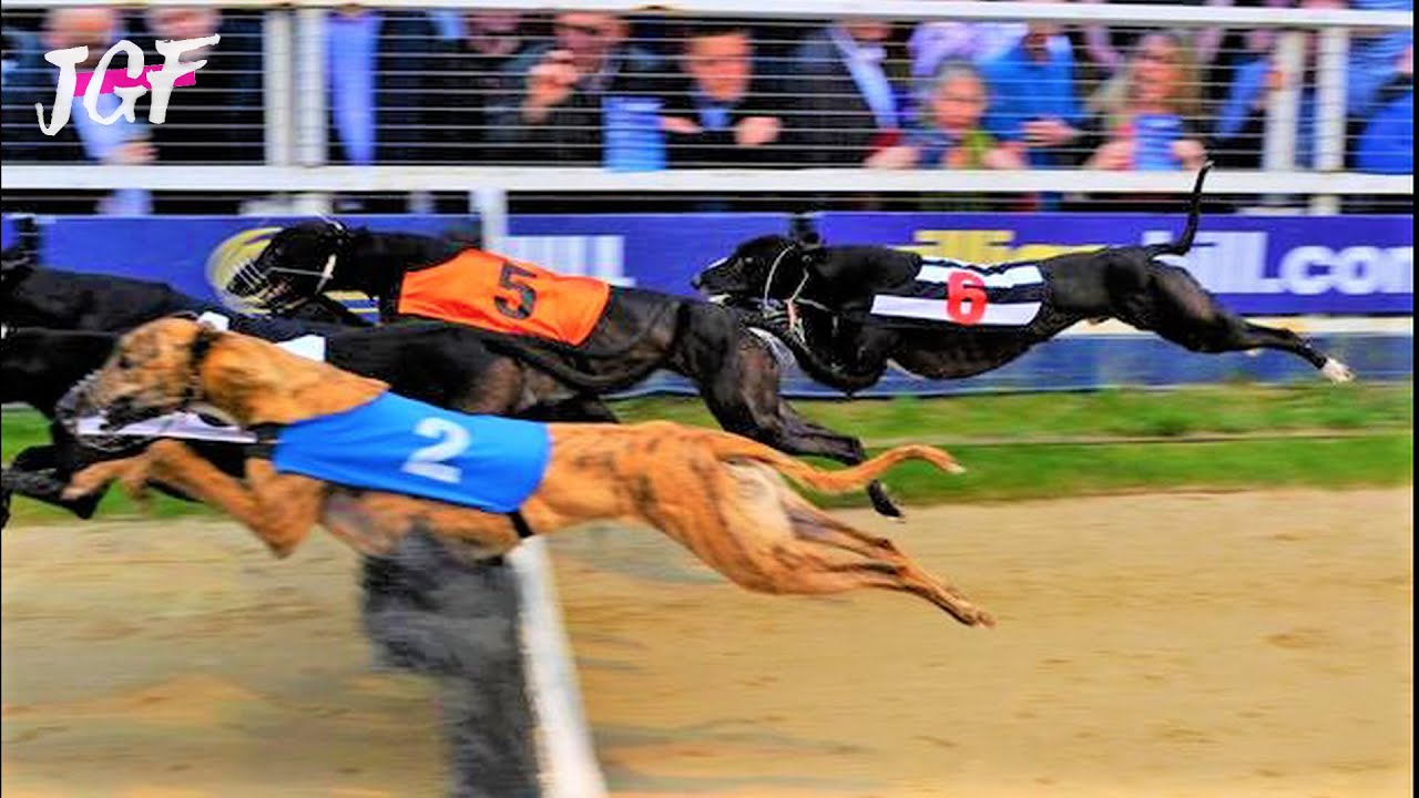 Greyhound racing - Hurdles races