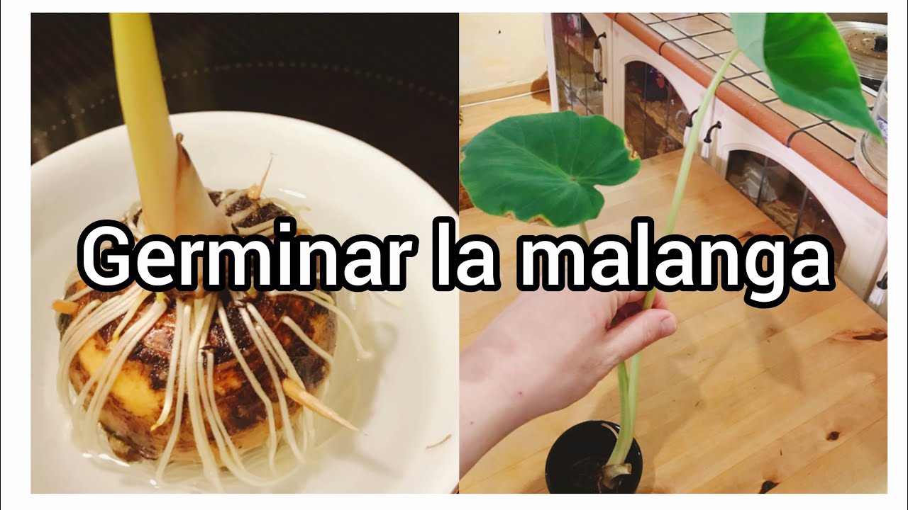 Así puedes germinar la malanga con facilidad