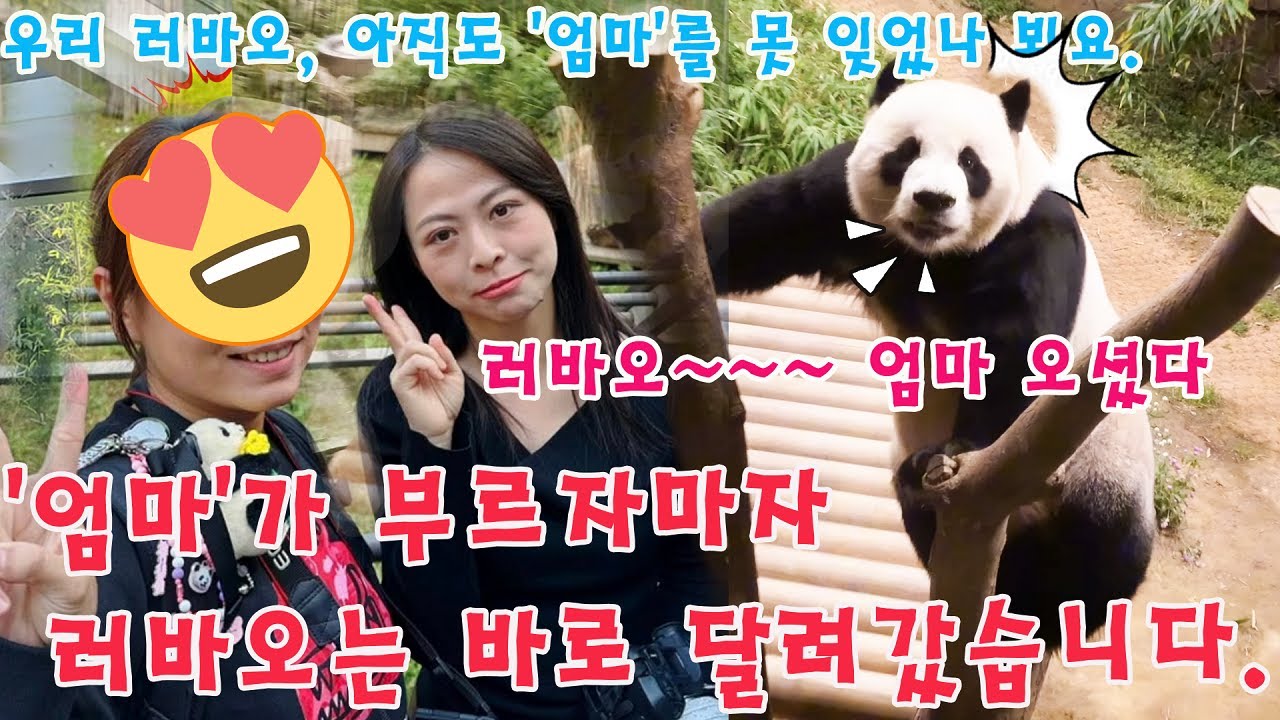 맙소사!💥'유랑 엄마'가 부르자마자, 러바오는 바로 반응하며 달려갔습니다🐼😭우리 러바오, 아직도 '엄마'를 못 잊었나 봐요.