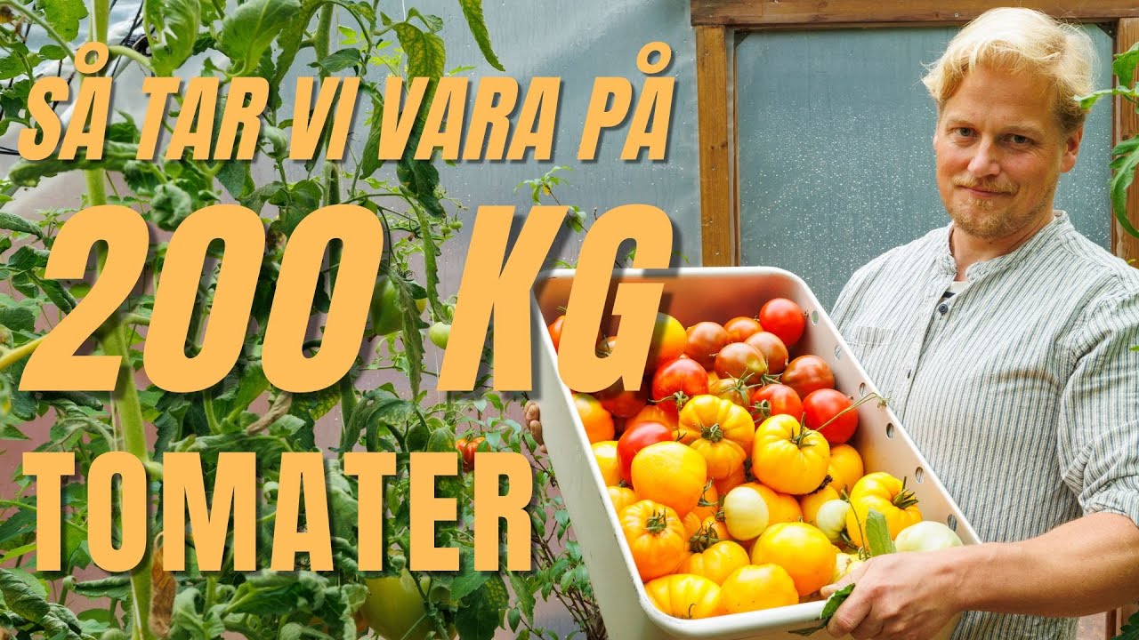 200 kilo tomater: Så förvandlar vi skörden till Mat för ett helt år!