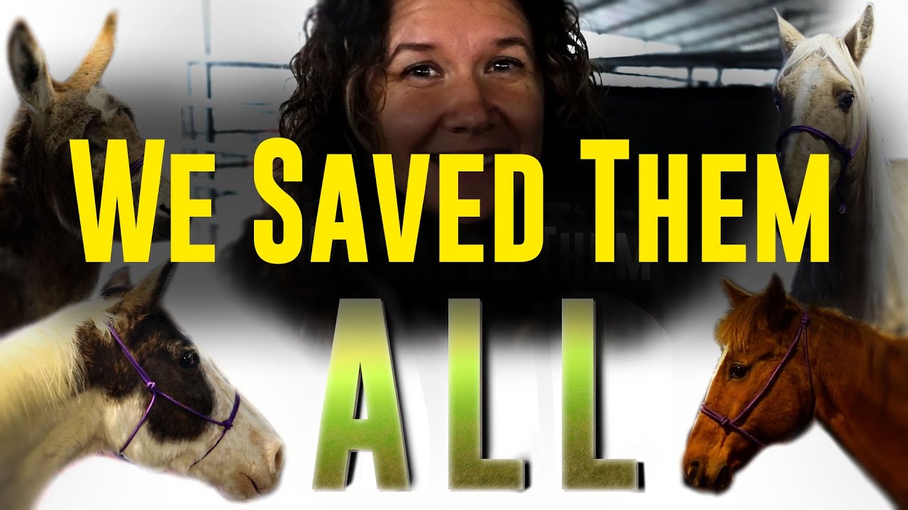 We Saved Them ALL! - Auction Rescue | Horse Shelter Heroes S4E7