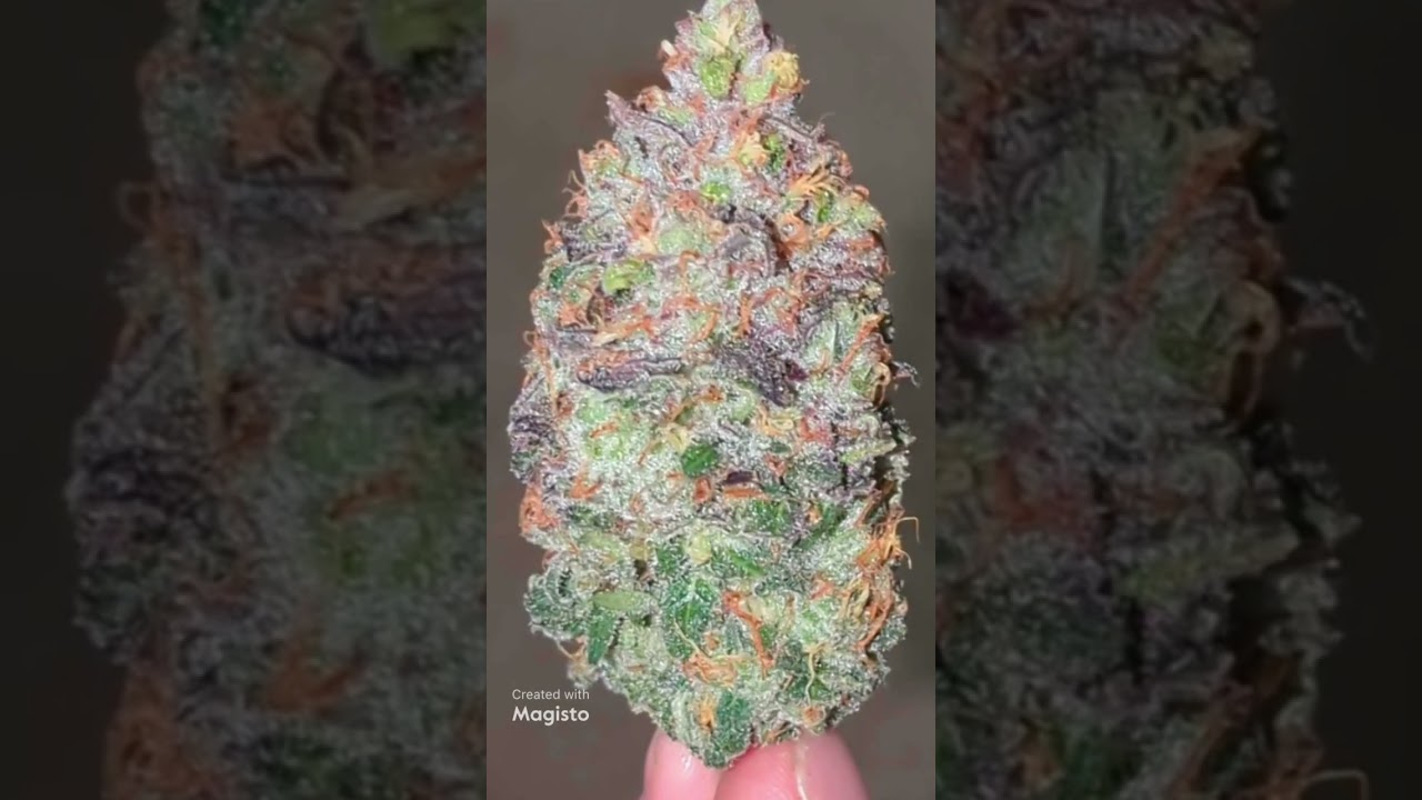 do si dos from crop king seeds