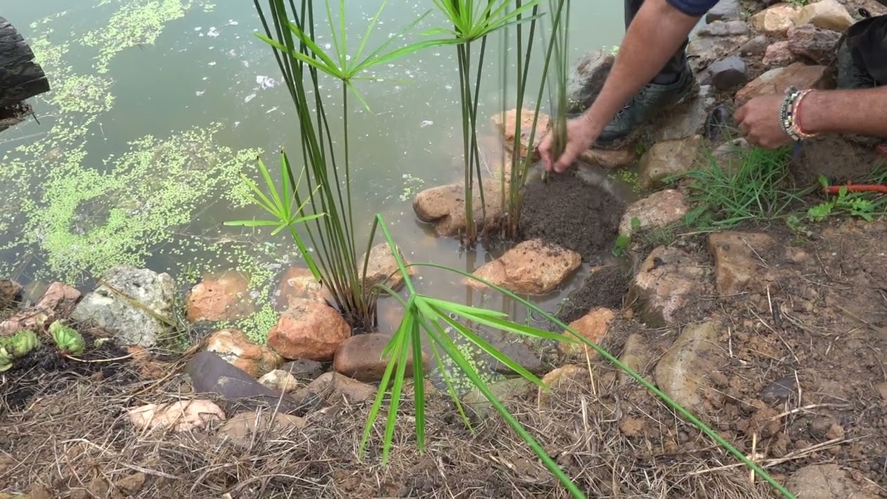 Porque Debes Plantar Papiro En La Orilla De Tu Estanque - Beneficios Y Usos || La Huertina De Toni