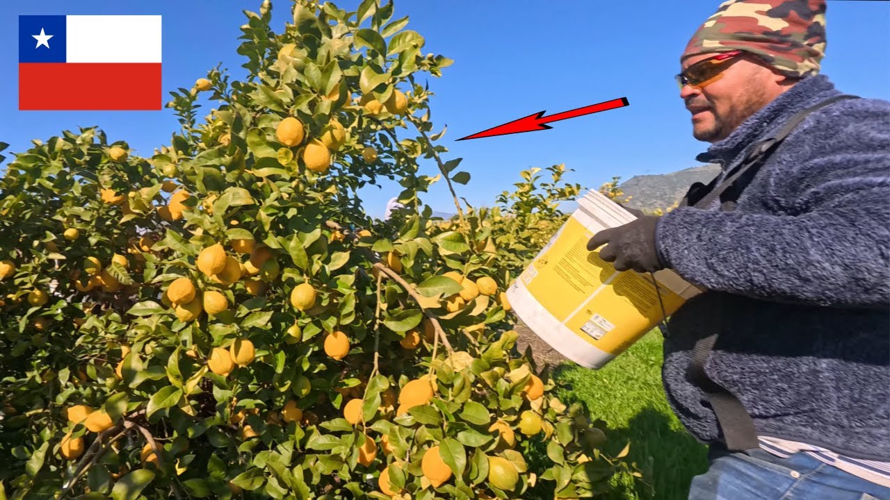 Cosecha de Limones en Chile 🍋 | Del Árbol a tu Mesa.
