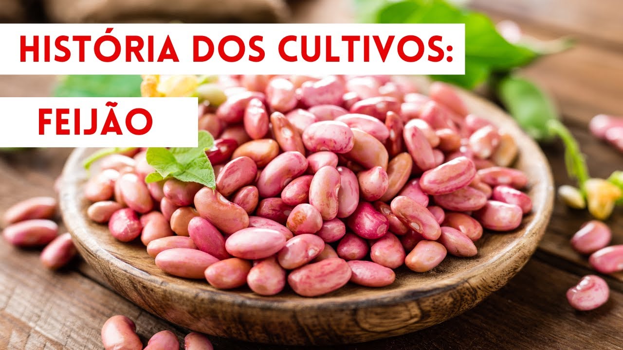 História dos cultivos: Feijão