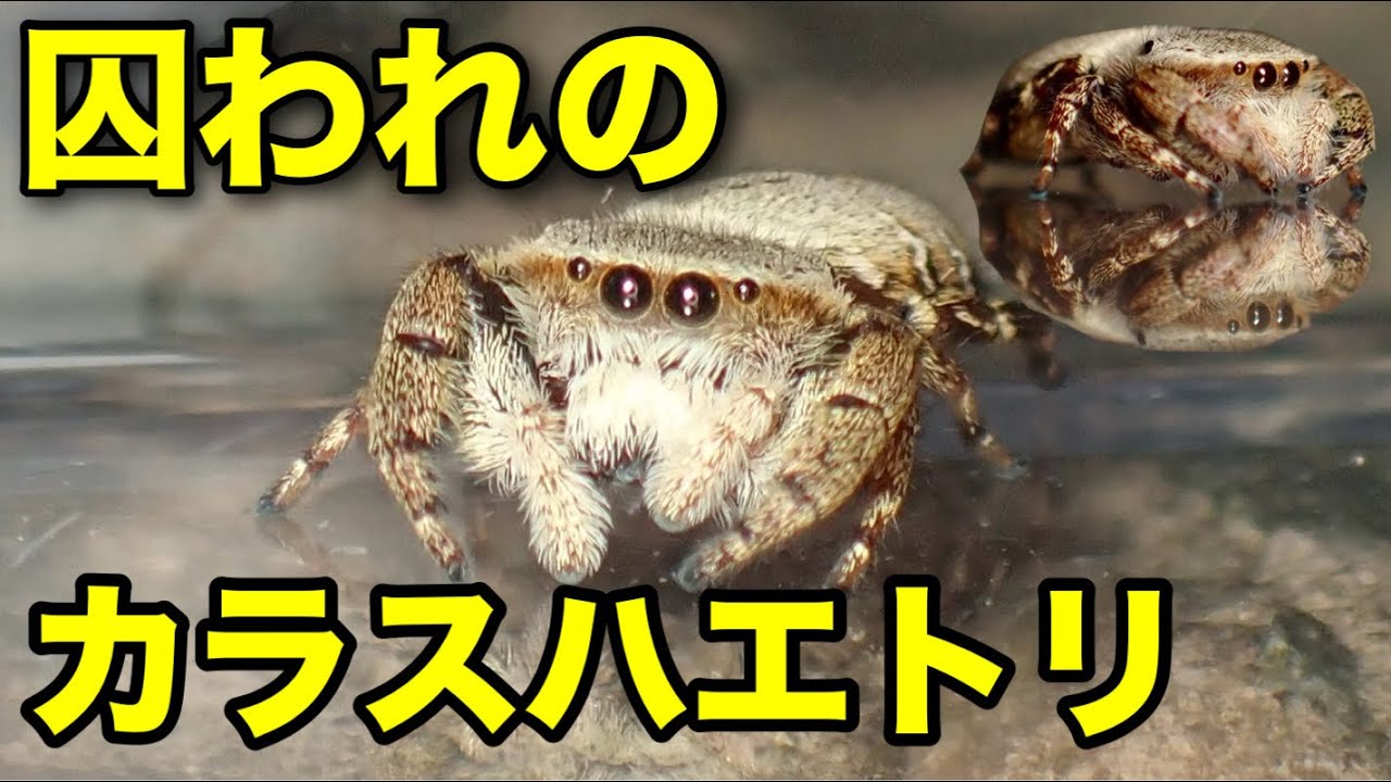 ケースに入ったカラスハエトリを観察してみた！