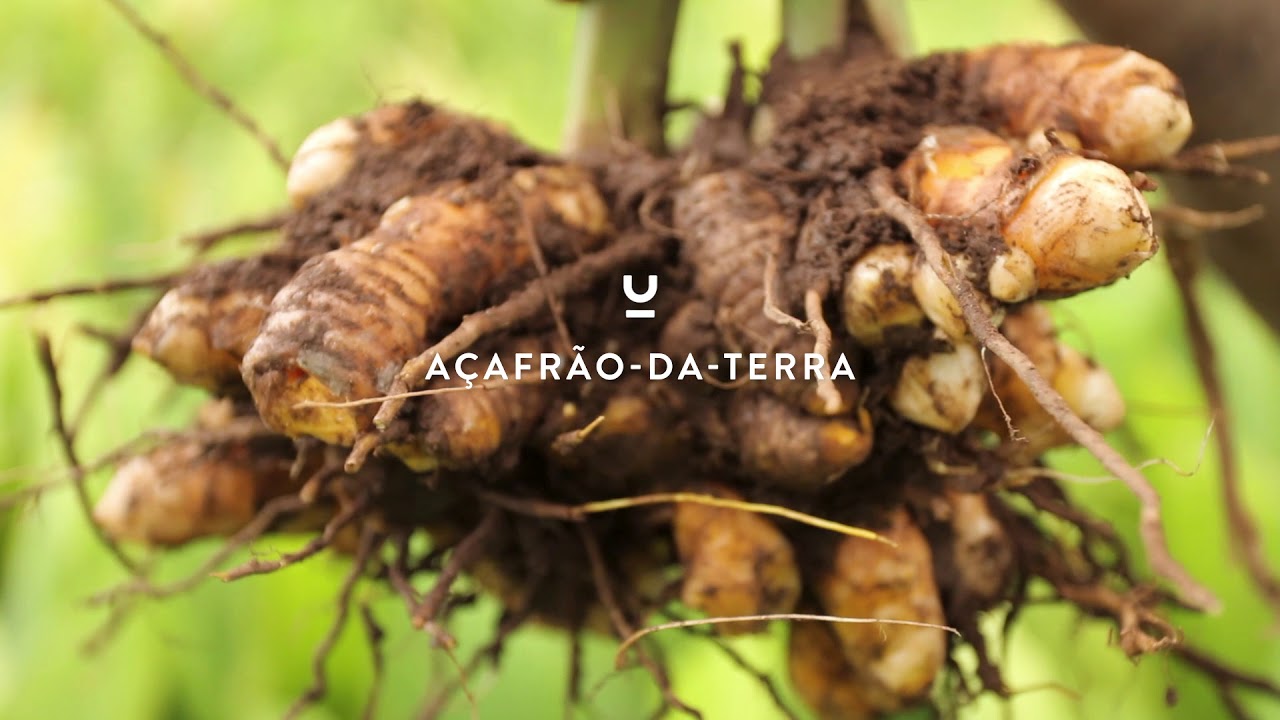 Açafrão-da-terra (ou cúrcuma) | Goiás - Da Origem ao Prato