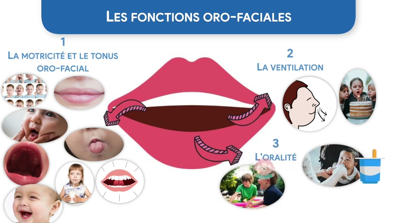 2/4 - Les fonctions oro-faciales en orthophonie, qu'est-ce que c'est ?